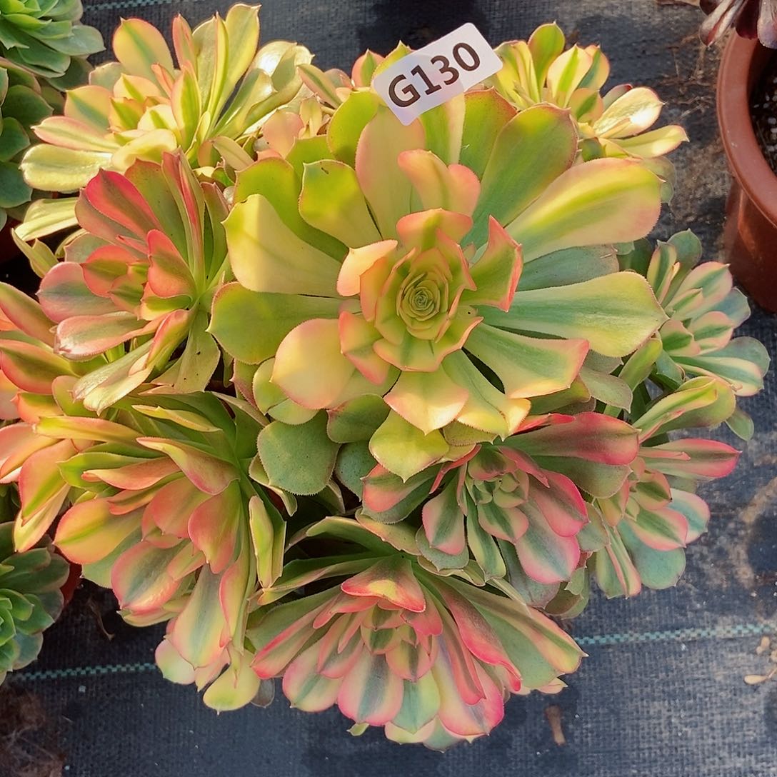 红陶130红袖3多肉