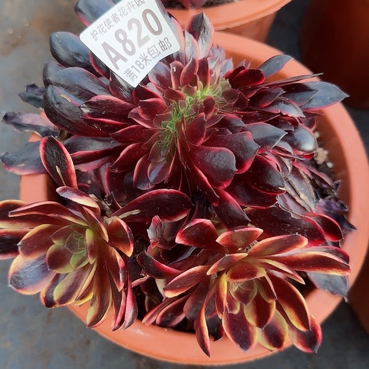 多肉法师欧嘉莉缀化