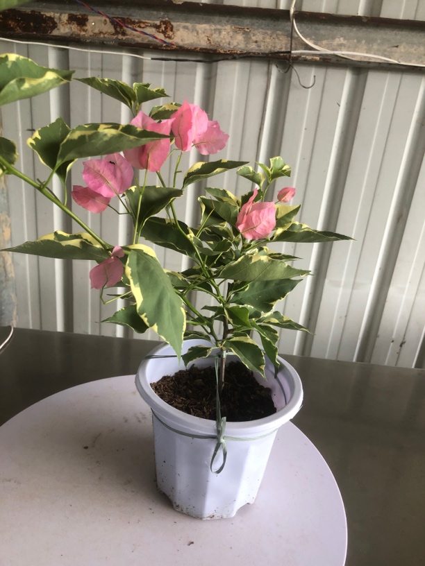 金发女郎 小高飘