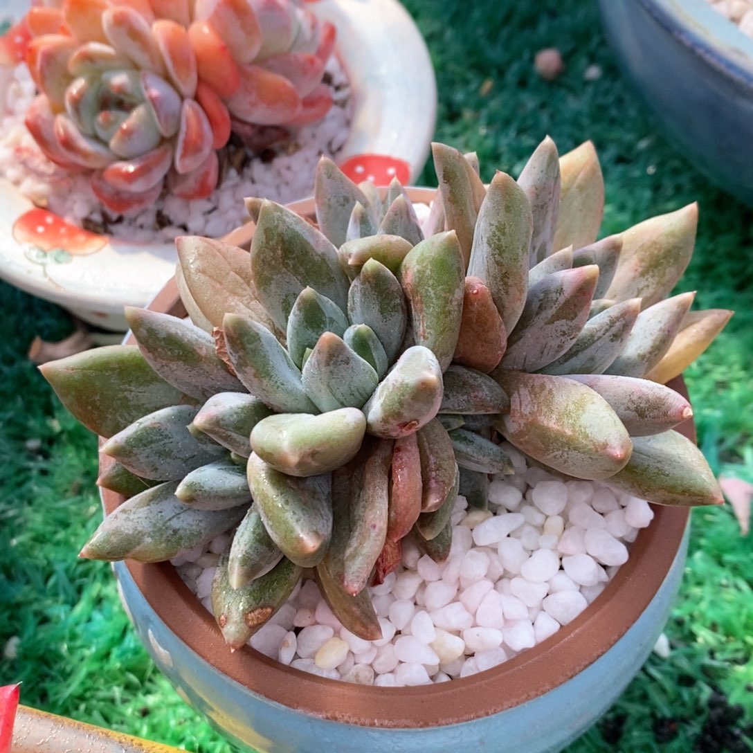 重楼多肉植物盆栽