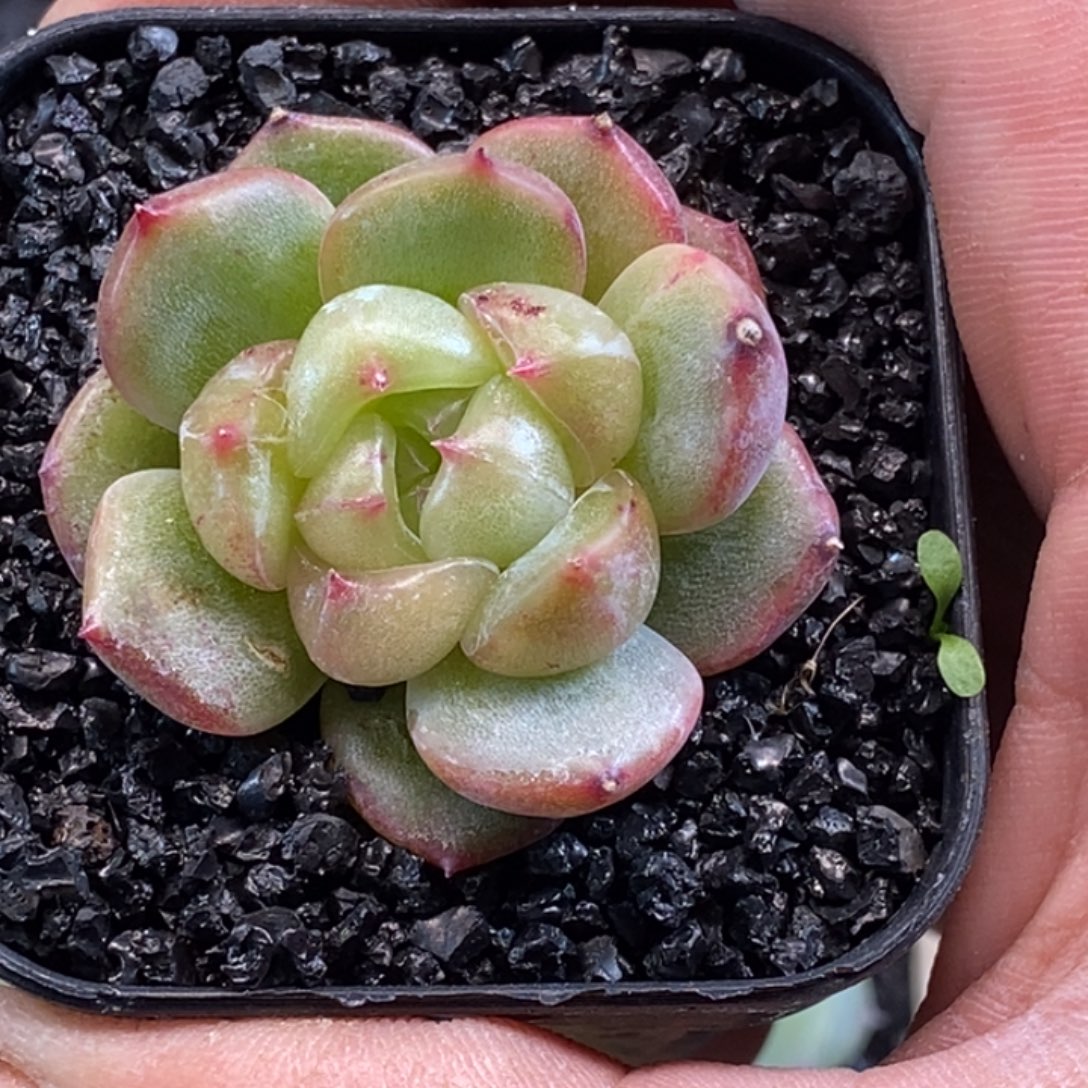 天官赐福百无禁忌