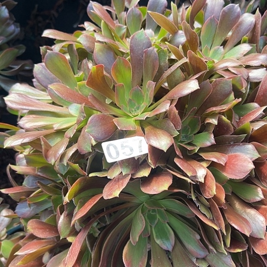 从***始多肉植物一个恶魔057