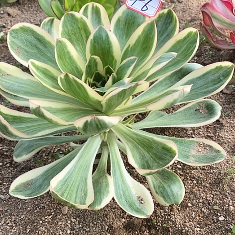 燕姿法师法师46链接