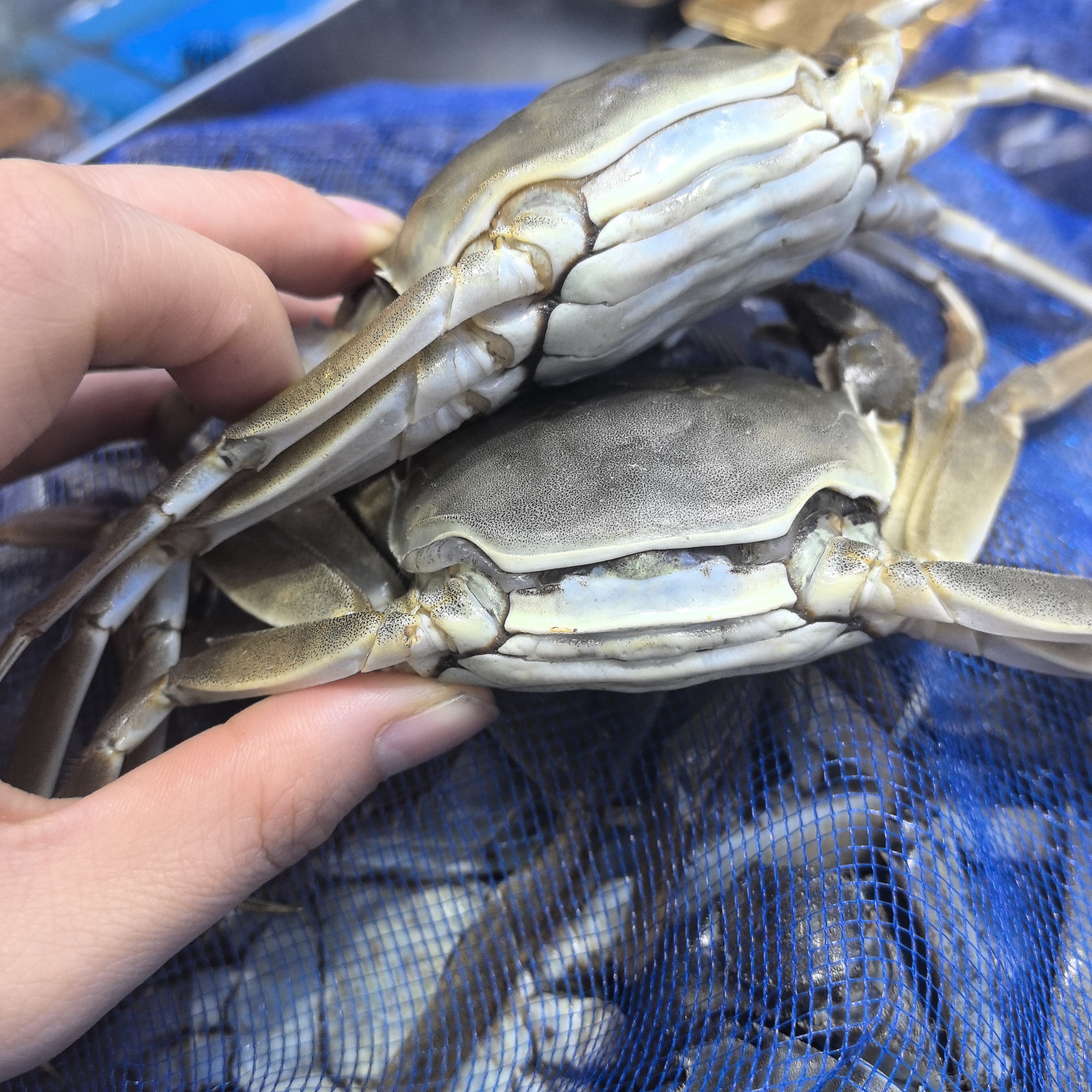 配送《小时达》河蟹公母2.5两斤