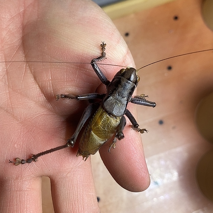 促***王杨鹏聚蚡房精品一条