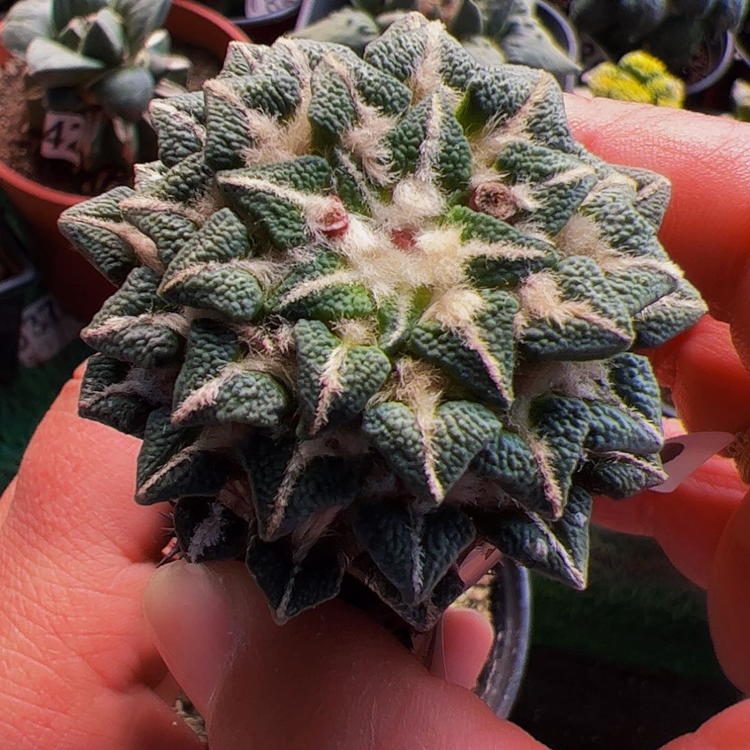 无花朵黑牡丹仙人球910