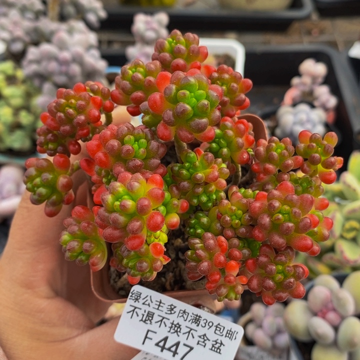 红浆果散拼447多肉植物