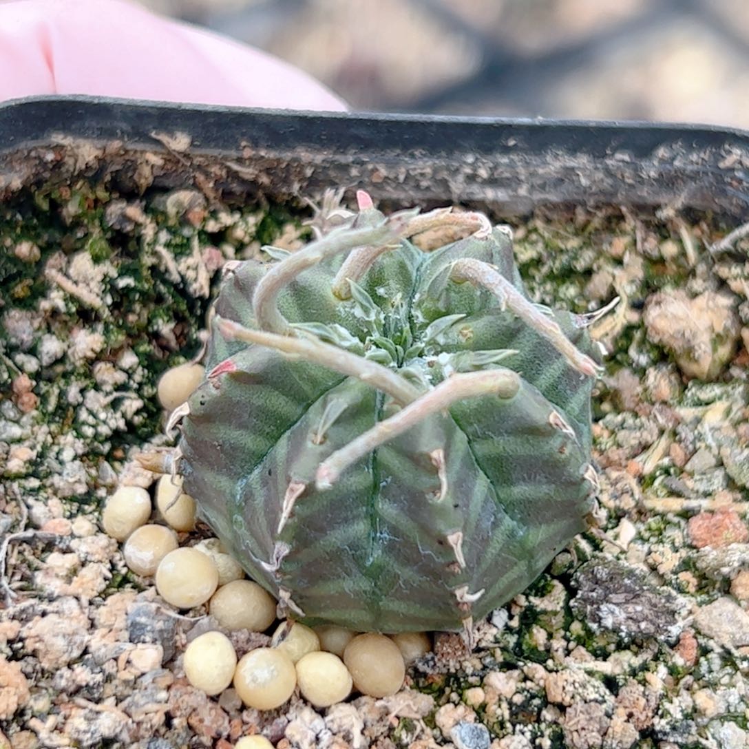 实生 法利达仙人球3.0公分