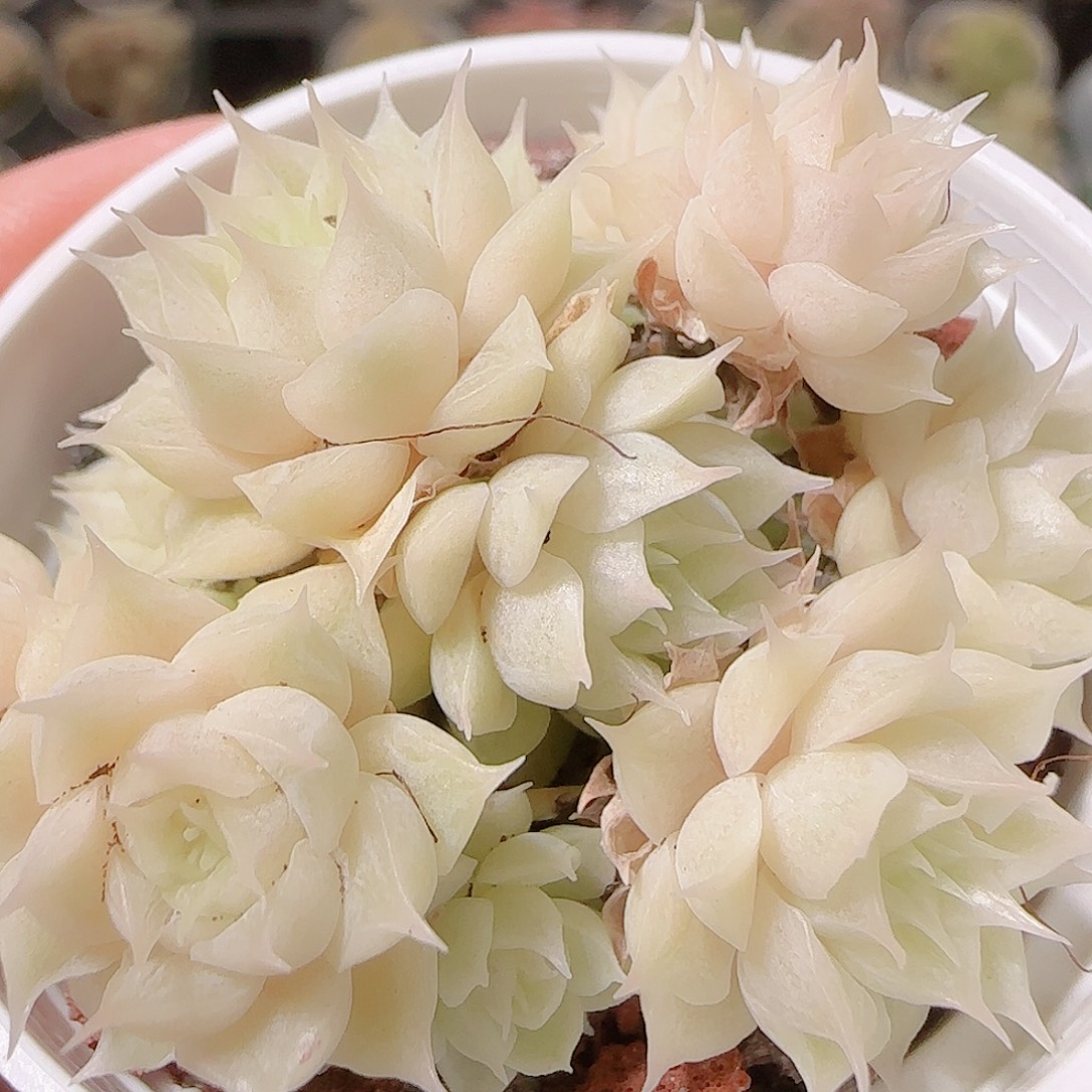 花语逸镜1127-165散