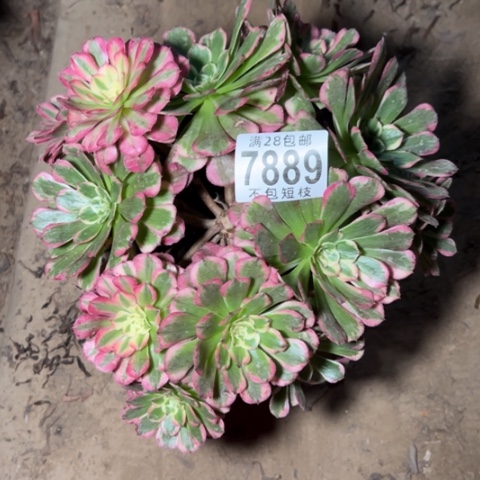 7889霁月多肉植物法师