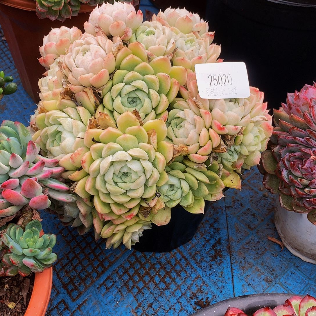 ****白月影25020吨肉多肉