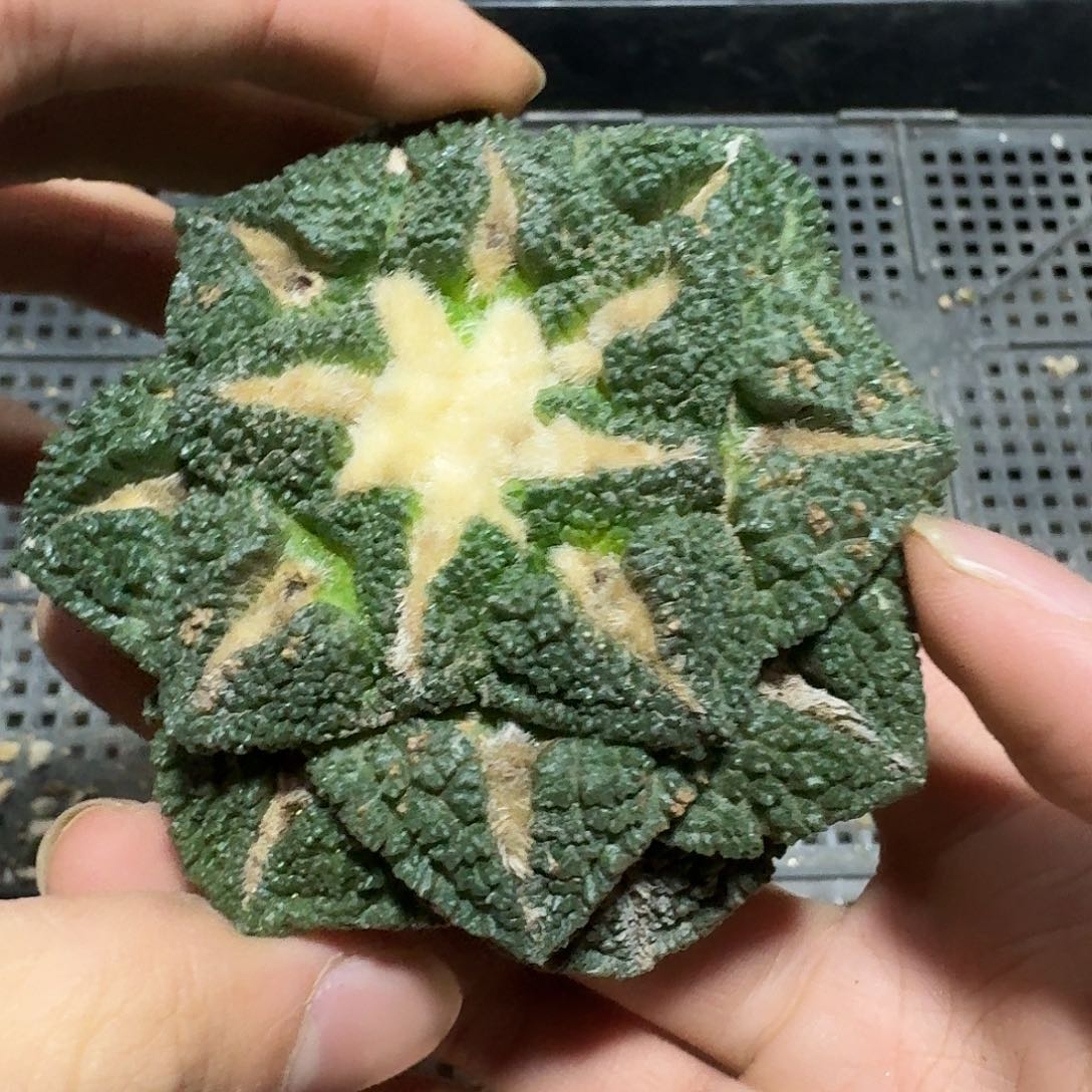 681号仙人球小萝卜根