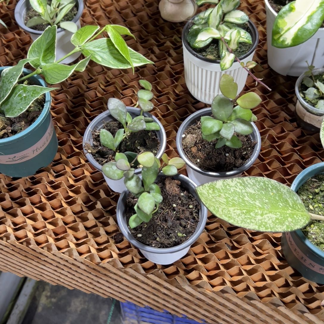 荷***禾完全开放卡梅拉球兰