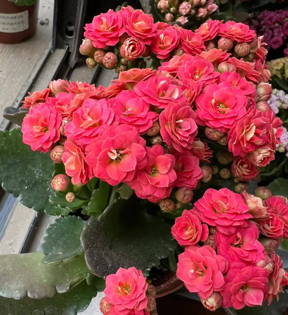 【李先生】红日~重瓣长寿花室内盆栽四季开花植物