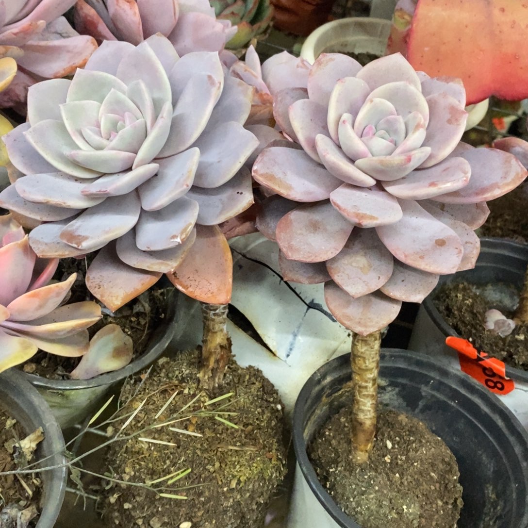 红茶大单头老桩两盆，120杯