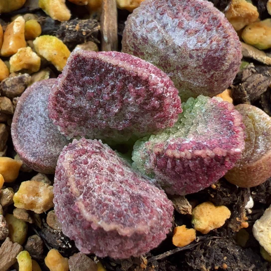 实生新品多肉植物水泡