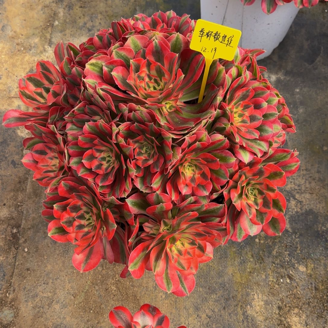 举***^粉女巫法师锦88888888