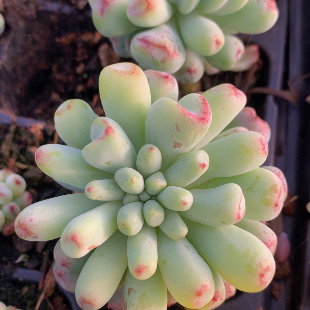 香香奶单头5 公分一物一拍