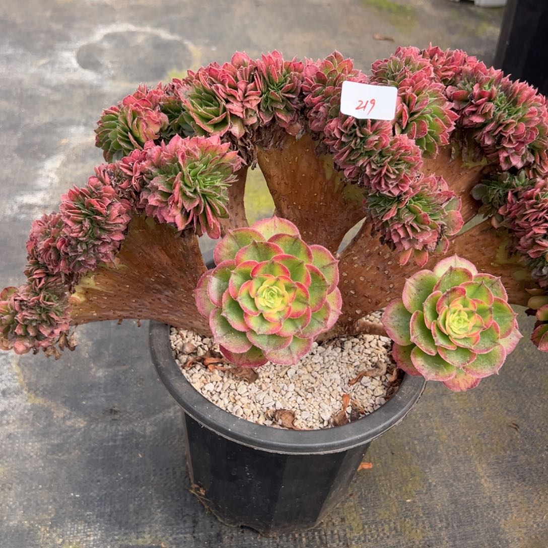 219海王缀多肉仔细一看