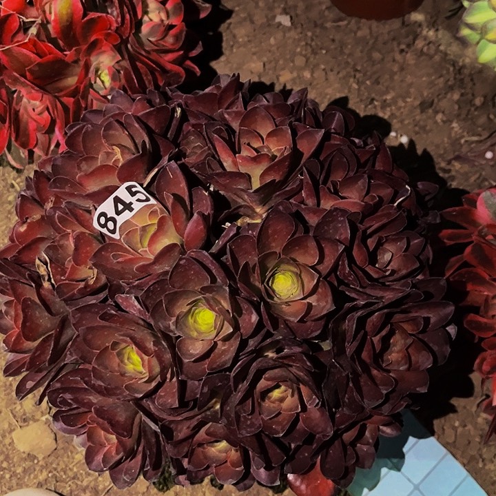 845美金多肉植物处理不售后