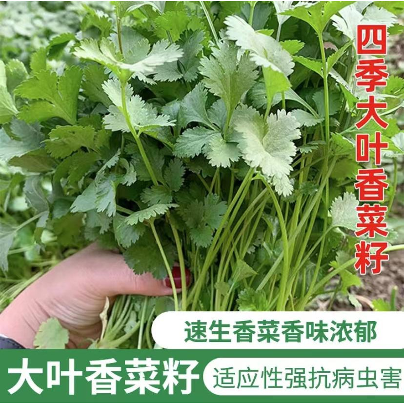 【香菜种子】正品速生香菜种子四季大叶耐热耐抽苔盆栽农家蔬菜种籽