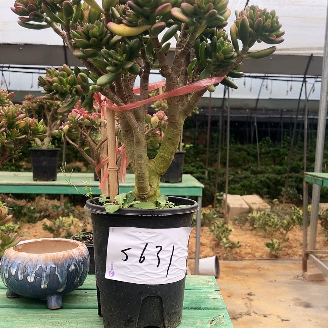 5631号招财猫不带盆