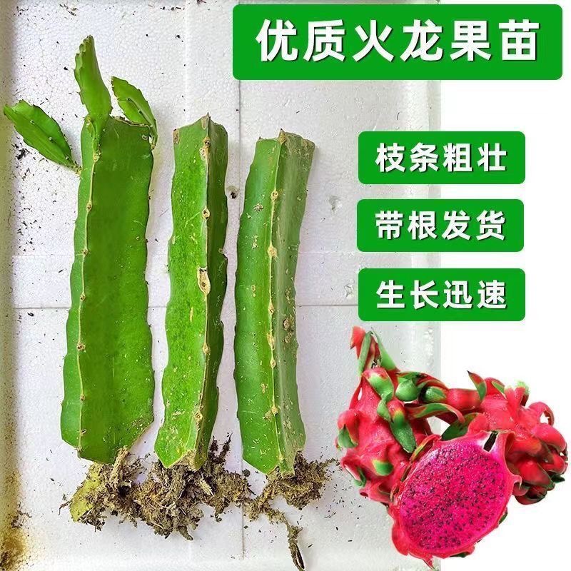 红肉南方火龙果树苗耐寒四季可种阳台盆栽紫心多肉带根金都一号