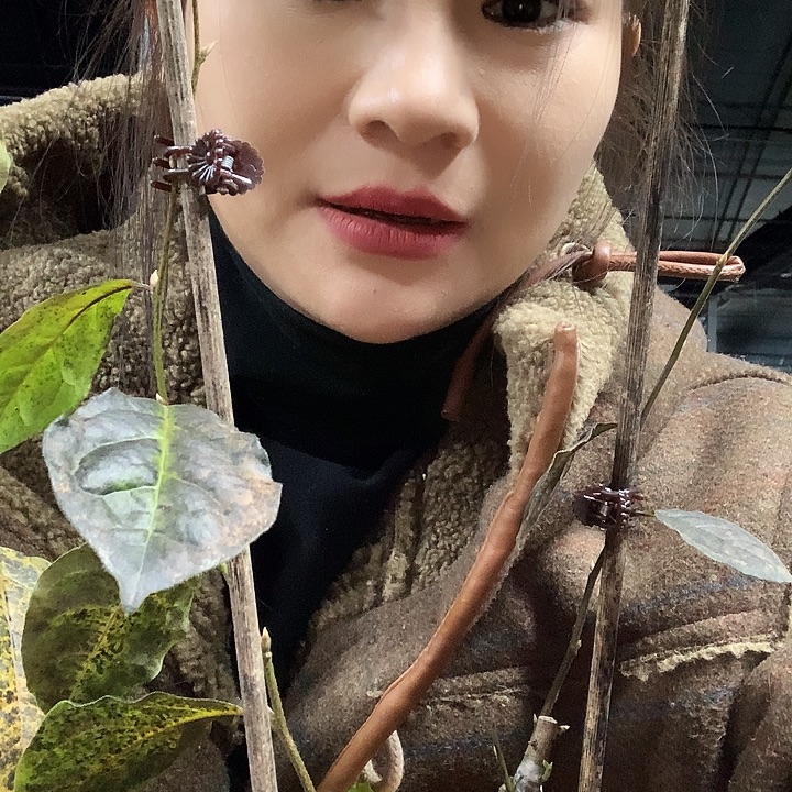 无花朵柿佑卫门26.8