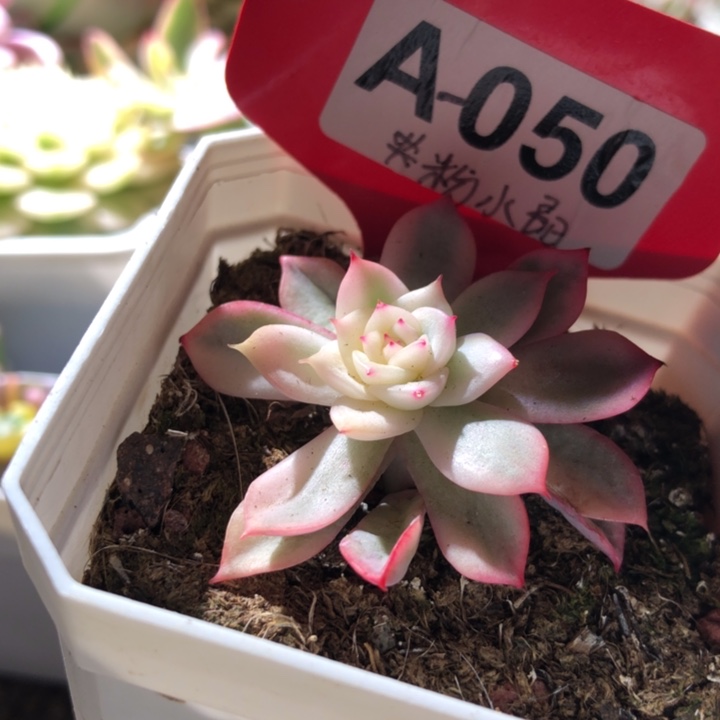 粉水晶锦有根有根