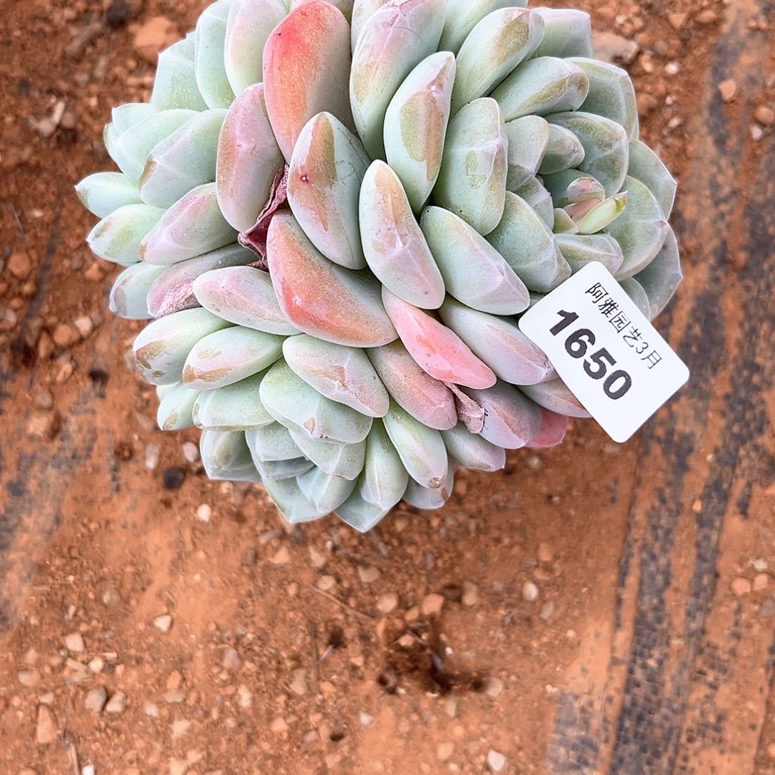 阿雅园艺。   1650