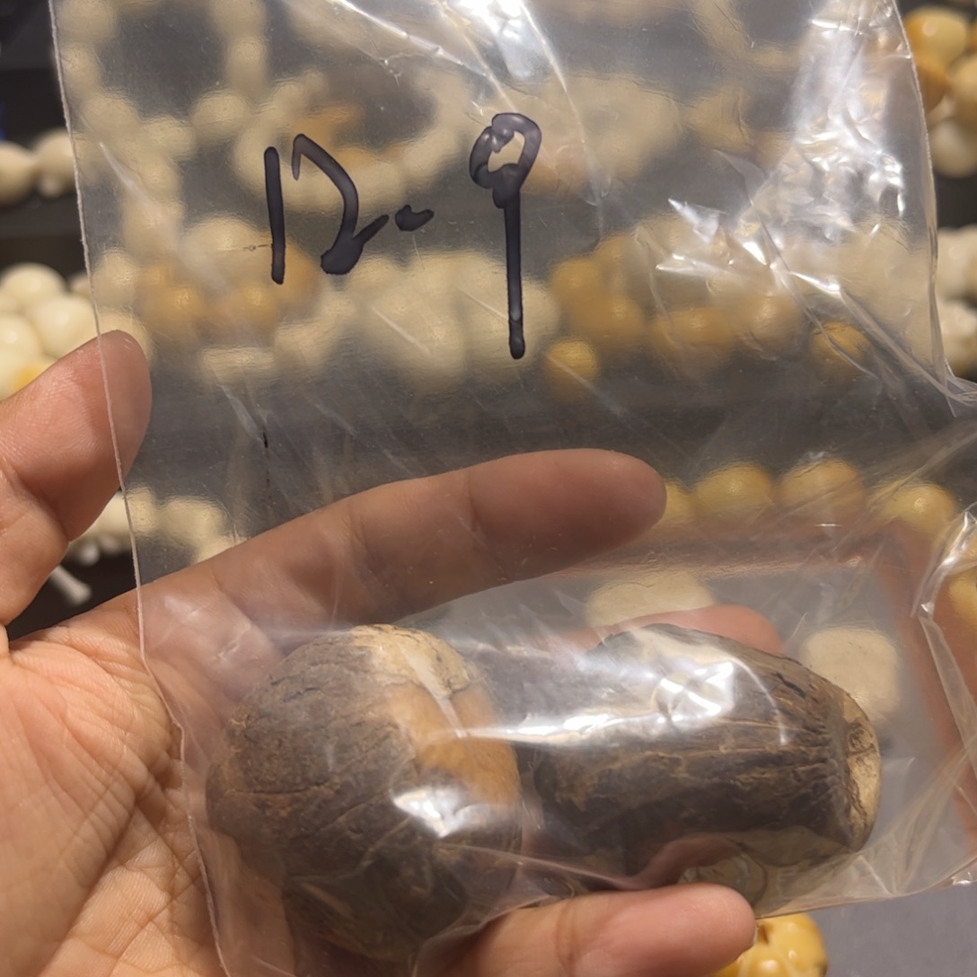 吊坠菩提根/象牙果