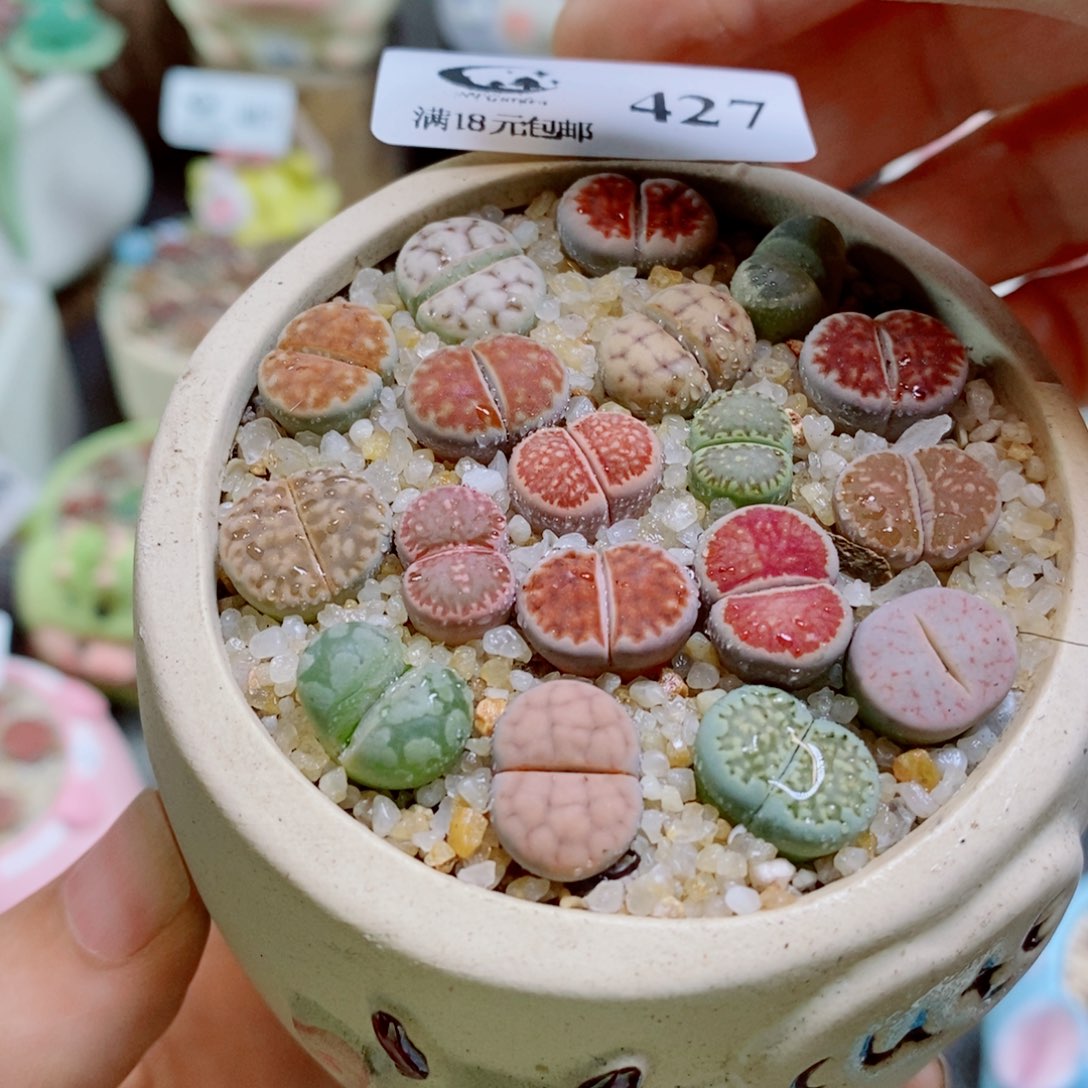 生石花花花花花花花花427