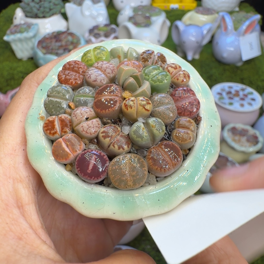 人***测多肉植物福利冲454