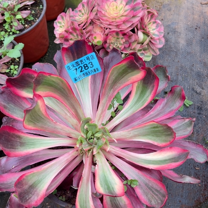 红魔女7283多肉植物