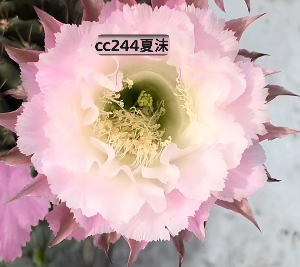 彩草cc244夏沫侧芽歪 满28包邮非偏远