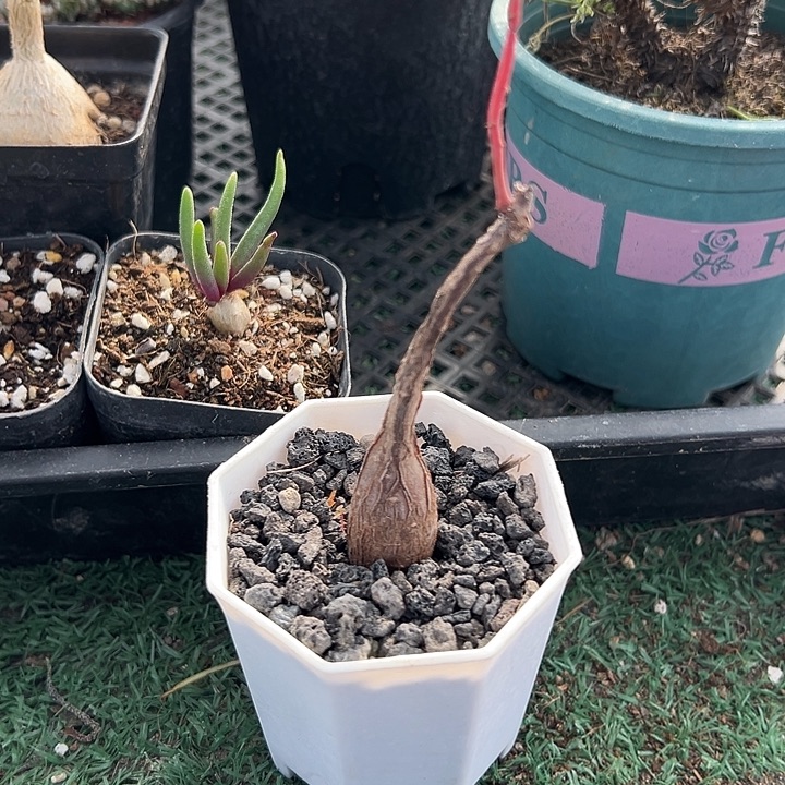 奇异油柑，一物一拍，带盆