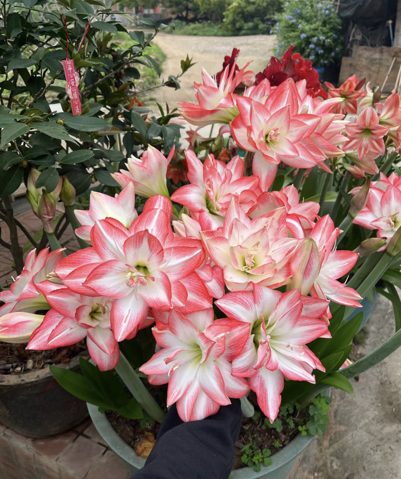 活动价花孔雀】带4-6个侧芽朱顶红种球