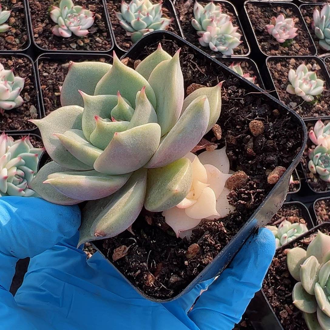 贝加尔湖锦，阴阳锦