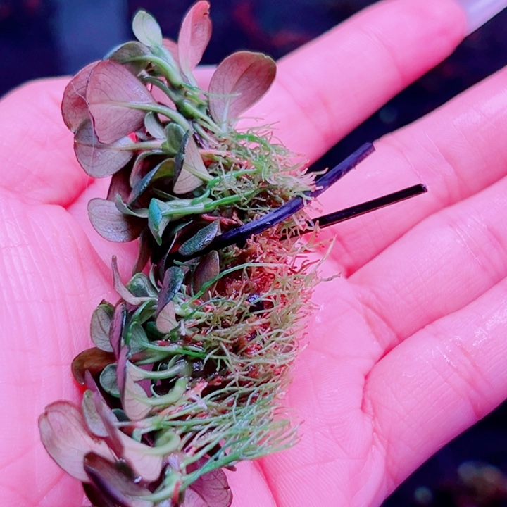 福利018号福利一头植物（丛