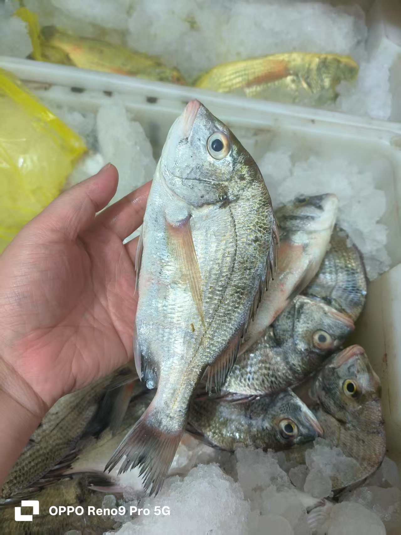 【霞浦海鲜】新鲜海捕黑翅（海捕方式不一样，当天海鲜时价。不退差价）