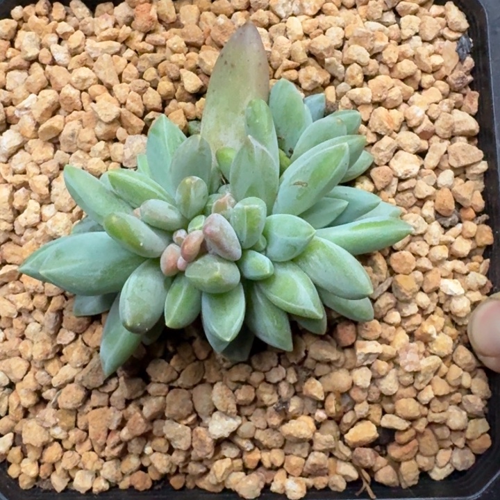 波光 群生 一物一拍