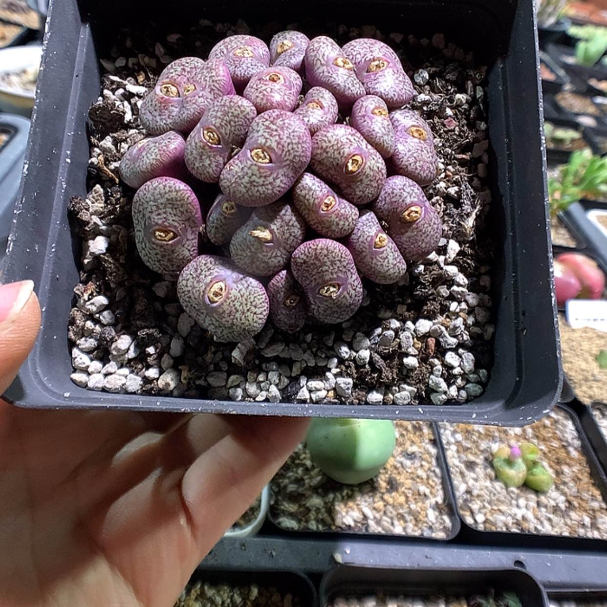 【闪购商品】2-12-22 密纹安贞一群特 100