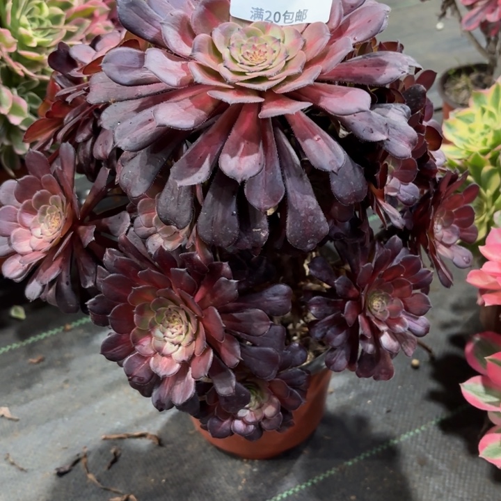 瑞妈一物一拍474