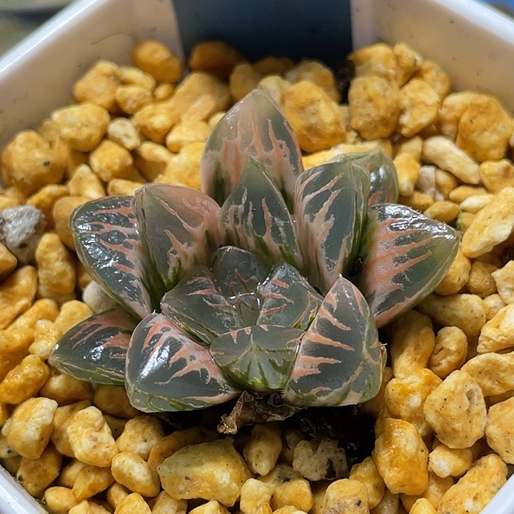 507糊斑花水晶锦福利