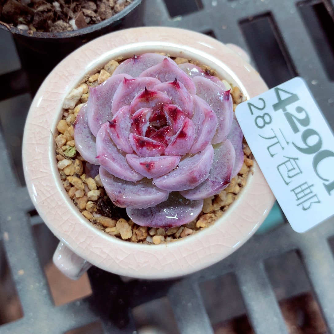 5厘米盆精控多肉429