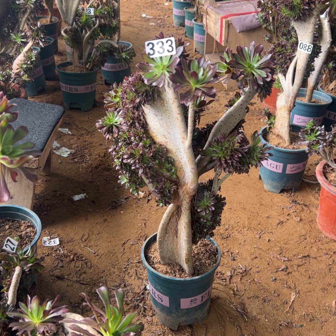 伤多黑缀333高度47厘米