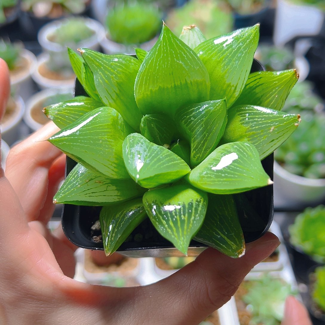 帝王寿多肉多肉多肉一颗