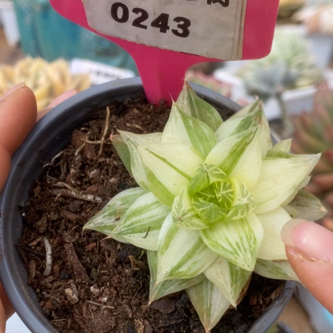 243金之华锦锦锦锦锦锦锦锦