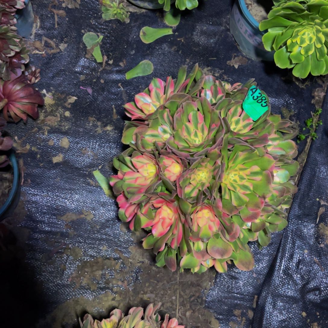 香妃法师朵朵1-23