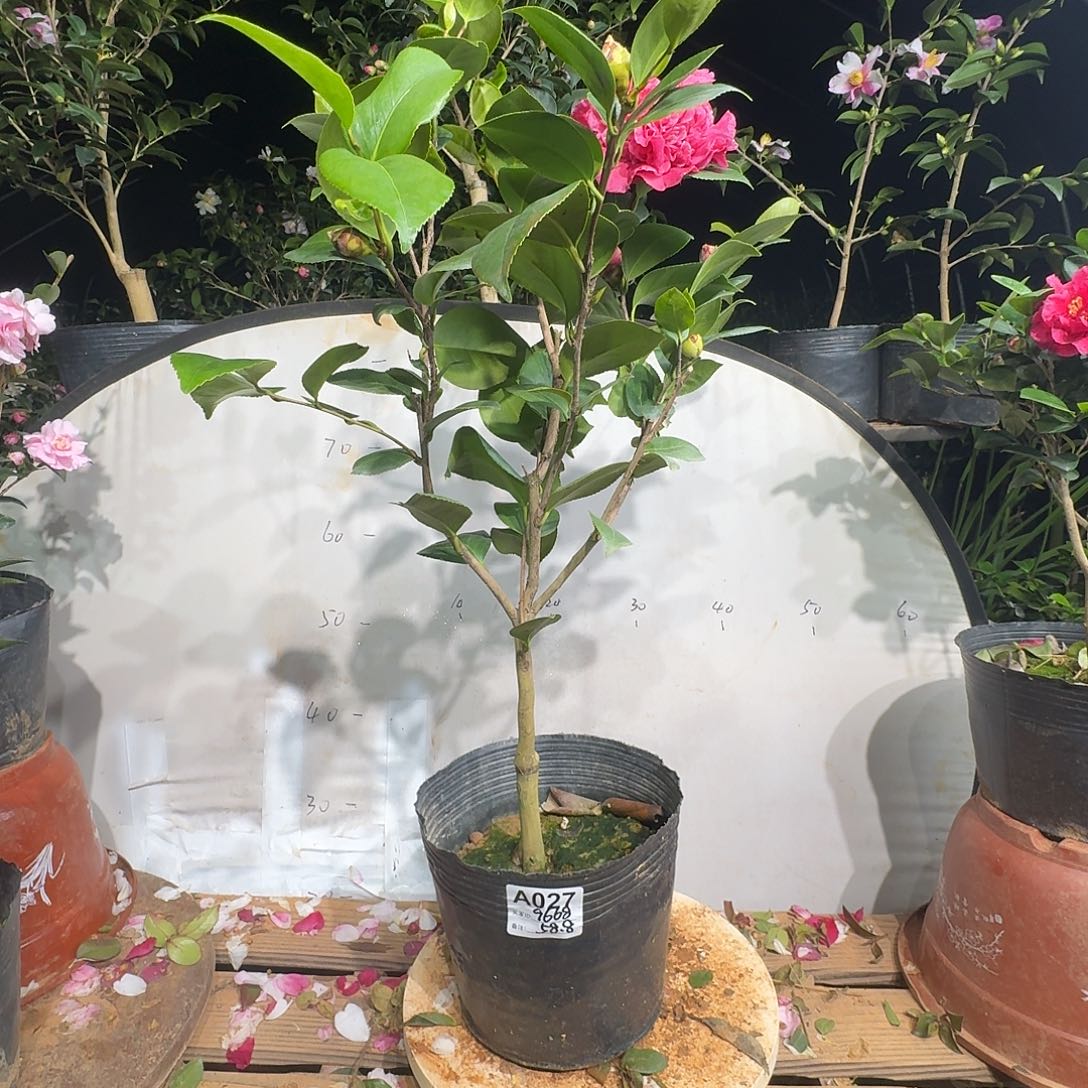 无花朵9668埃及艳后58.8茶花